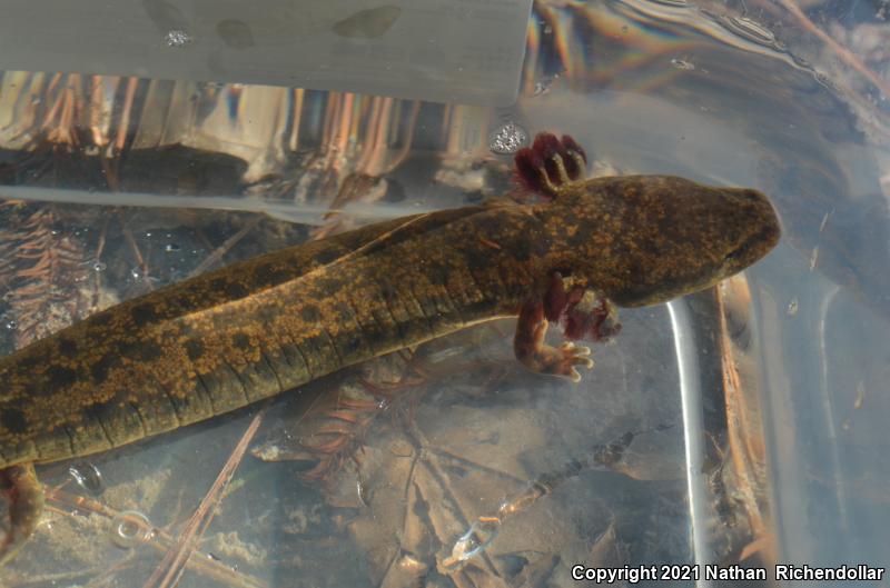 Red River Mudpuppy (Necturus maculosus louisianensis)