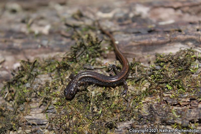 Dwarf Salamander (Eurycea quadridigitata)