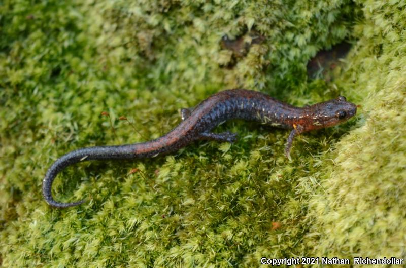 Southern Red-backed Salamander (Plethodon serratus)