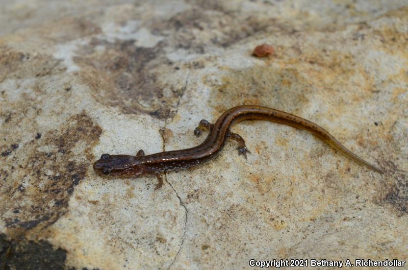 Dwarf Salamander (Eurycea quadridigitata)