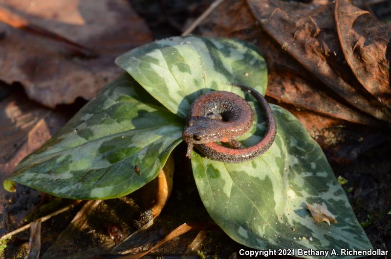 Southern Red-backed Salamander (Plethodon serratus)