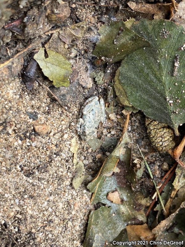California Treefrog (Pseudacris cadaverina)
