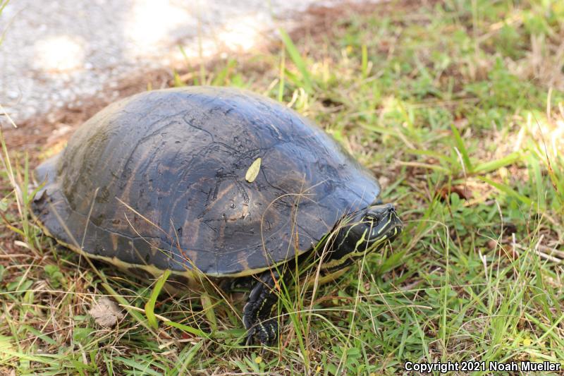 Peninsula Cooter (Pseudemys peninsularis)