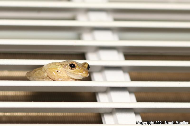 Cuban Treefrog (Osteopilus septentrionalis)