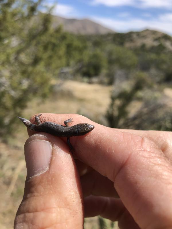 Wiggins's Desert Night Lizard (Xantusia wigginsi)