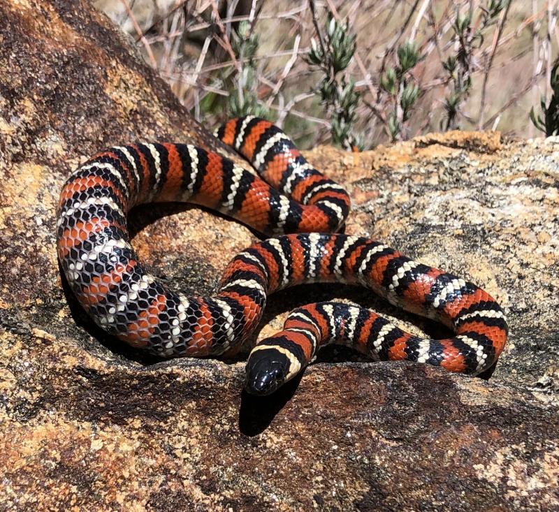 San Diego Mountain Kingsnake (Lampropeltis zonata pulchra)