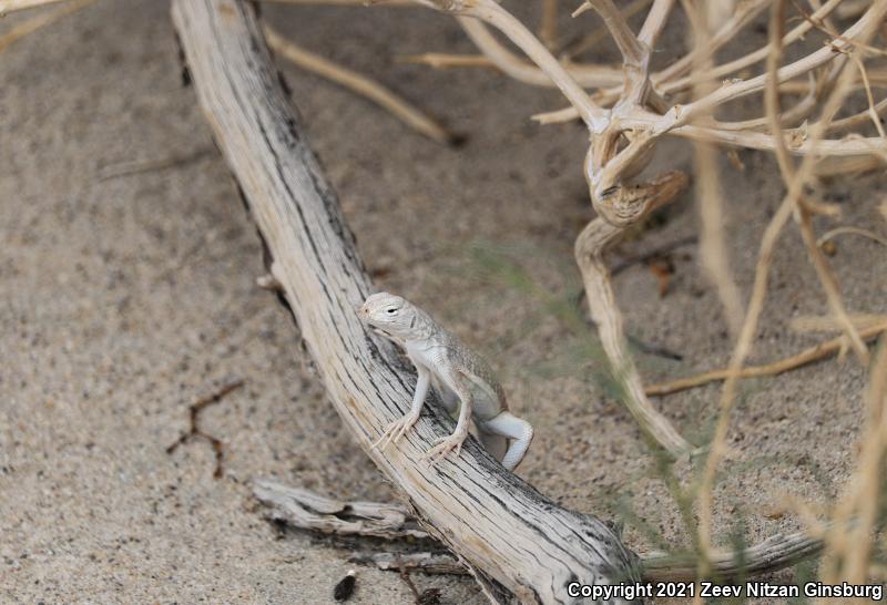 Mojave Fringe-toed Lizard (Uma scoparia)