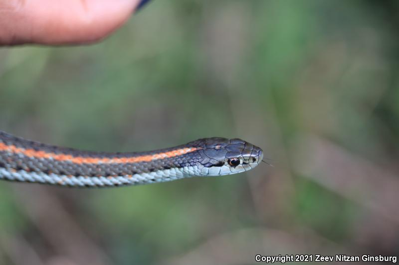 Puget Sound Gartersnake (Thamnophis sirtalis pickeringii)