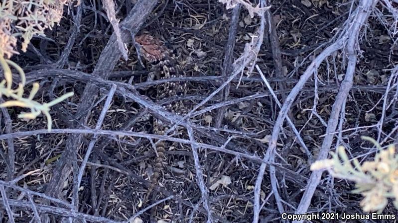 Twin-spotted Spiny Lizard (Sceloporus bimaculosus)