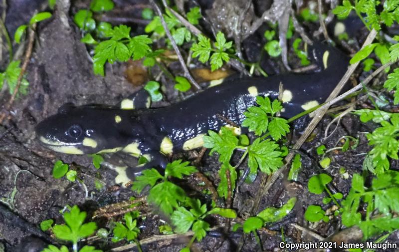 California Tiger Salamander (Ambystoma californiense)