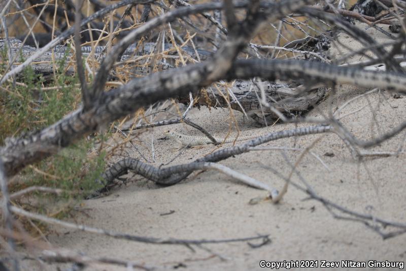 Mojave Fringe-toed Lizard (Uma scoparia)