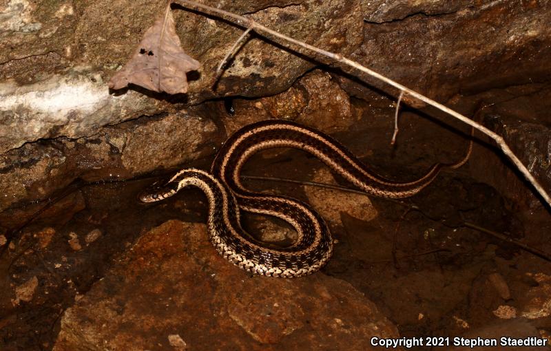 Eastern Gartersnake (Thamnophis sirtalis sirtalis)