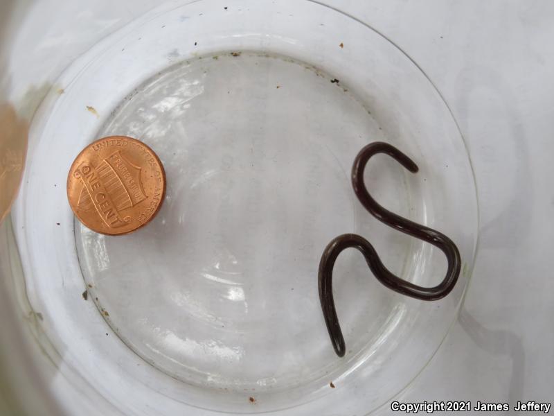 Brahminy Blindsnake (Ramphotyphlops braminus)