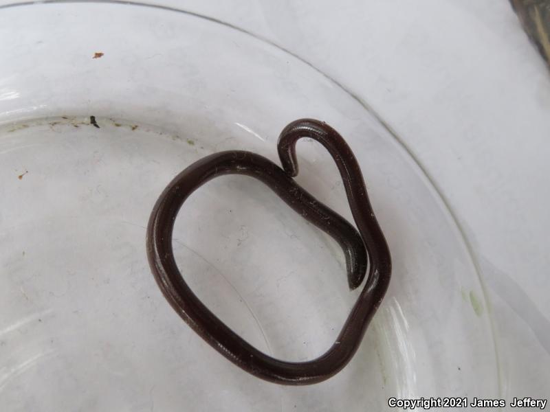 Brahminy Blindsnake (Ramphotyphlops braminus)