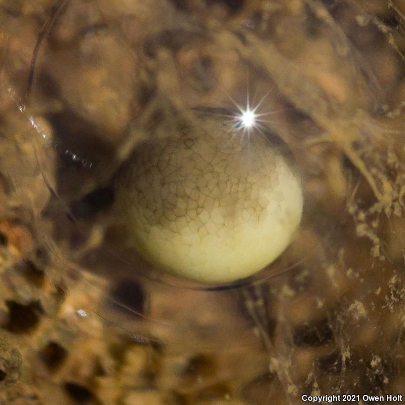 California Tiger Salamander (Ambystoma californiense)