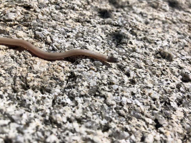 Western Black-headed Snake (Tantilla planiceps)