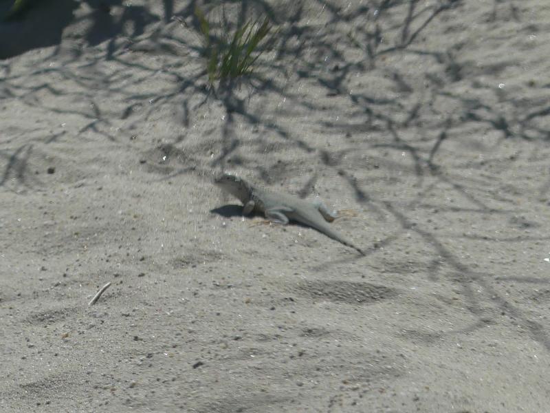 Colorado Desert Fringe-toed Lizard (Uma notata)