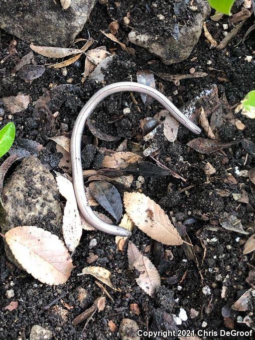 California Legless Lizard (Anniella pulchra)