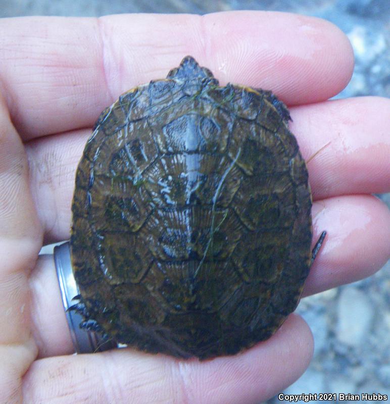 Western Pond Turtle (Actinemys marmorata)