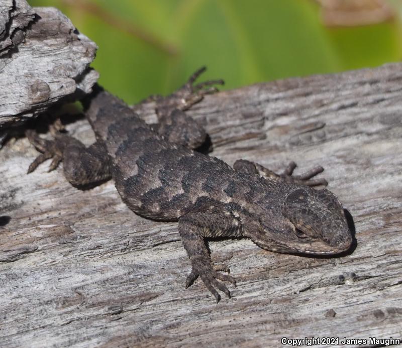 Coast Range Fence Lizard (Sceloporus occidentalis bocourtii)