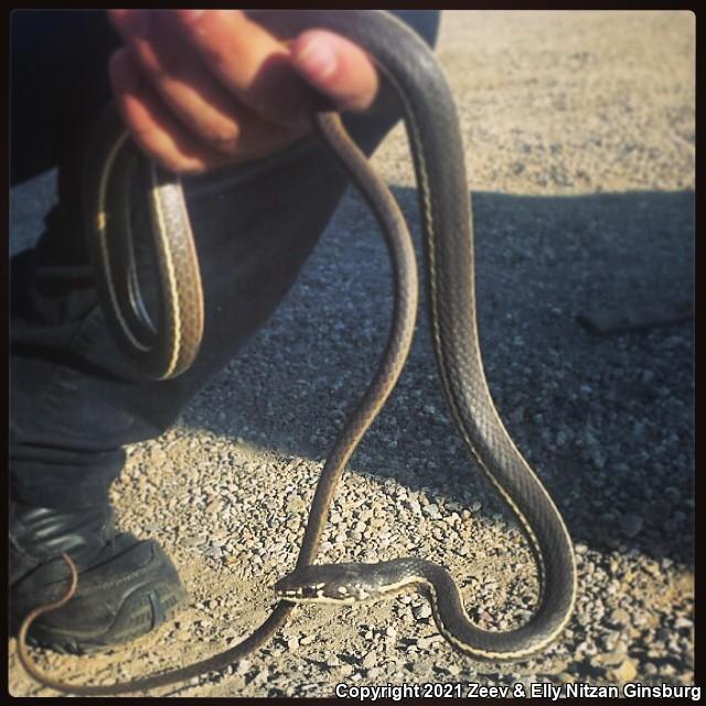 California Striped Racer (Coluber lateralis lateralis)