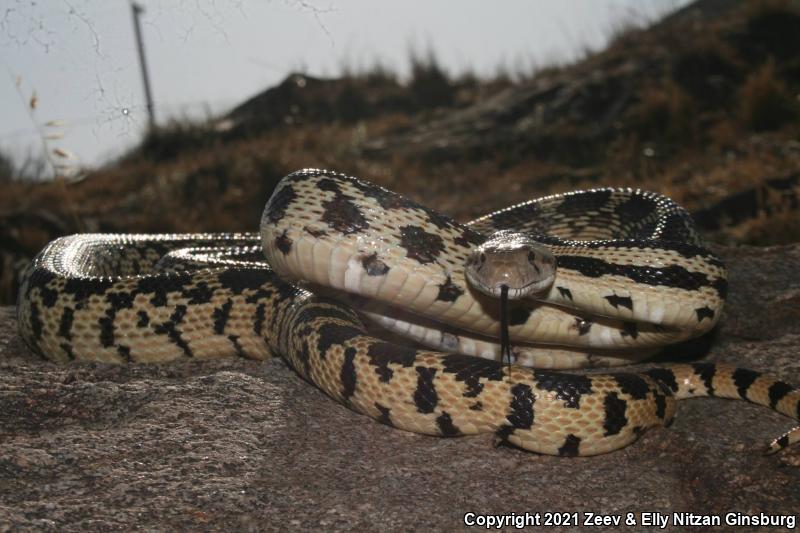 Great Basin Gopher Snake (Pituophis catenifer deserticola)