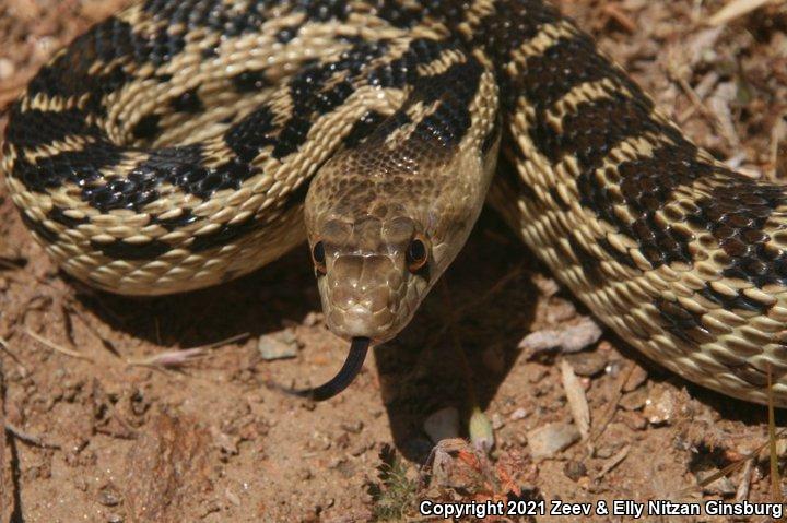 San Diego Gopher Snake (Pituophis catenifer annectens)