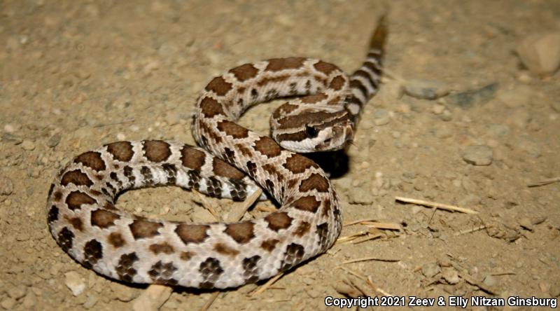 Southern Pacific Rattlesnake (Crotalus oreganus helleri)