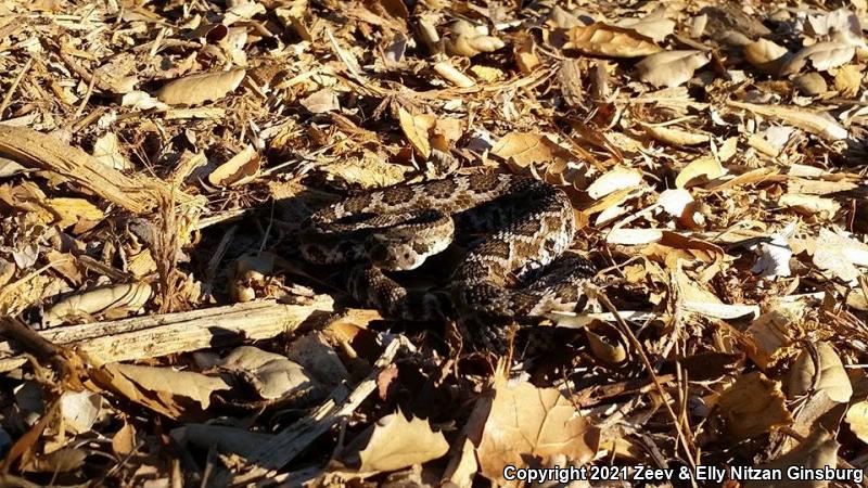 Southern Pacific Rattlesnake (Crotalus oreganus helleri)