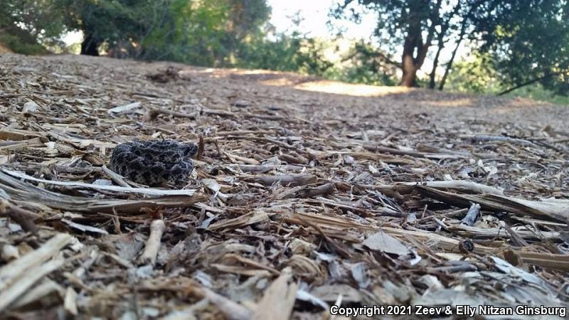 Southern Pacific Rattlesnake (Crotalus oreganus helleri)