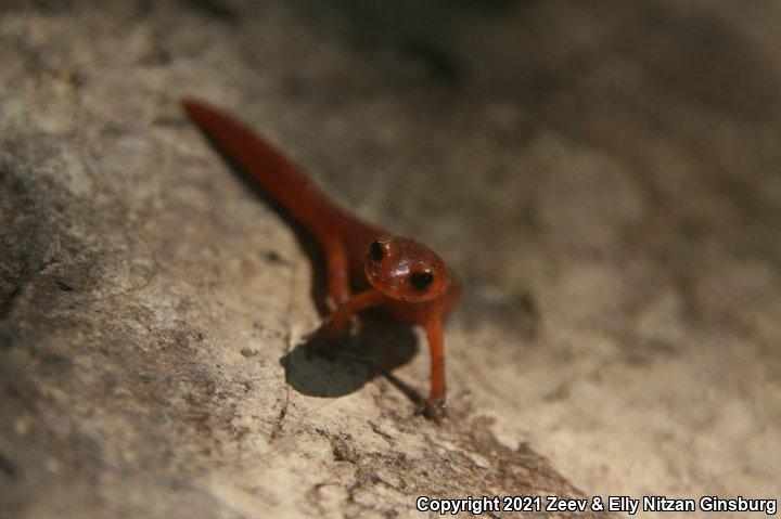 Monterey Ensatina (Ensatina eschscholtzii eschscholtzii)