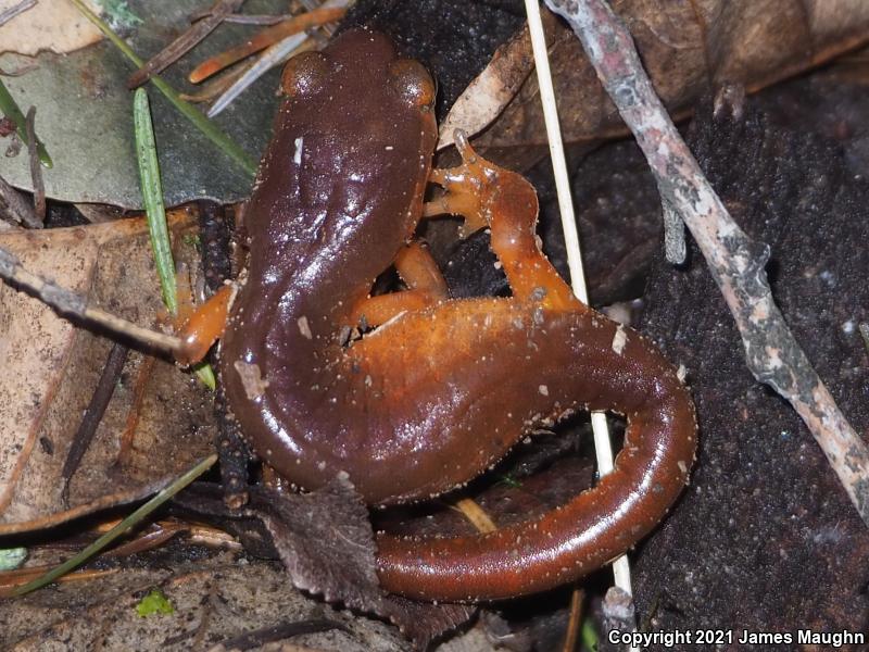 Yellow-eyed Ensatina (Ensatina eschscholtzii xanthoptica)