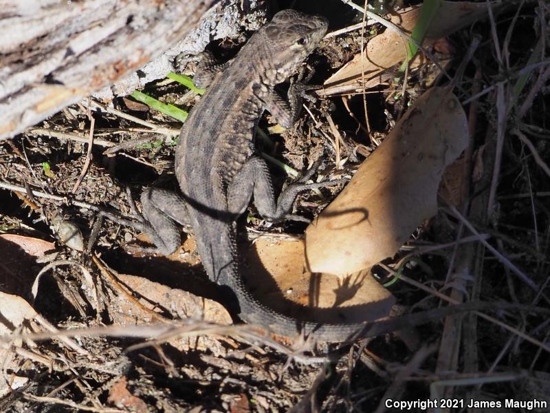 Western Side-blotched Lizard (Uta stansburiana elegans)