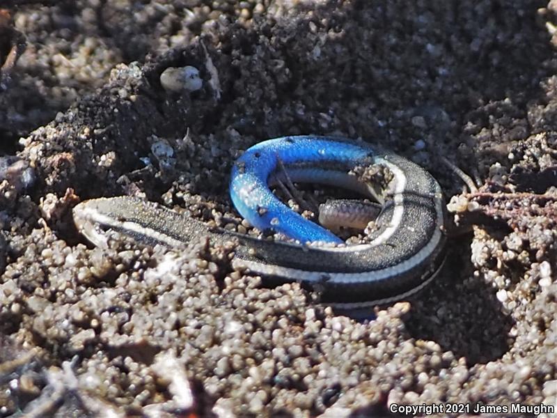 Western Skink (Plestiodon skiltonianus skiltonianus)