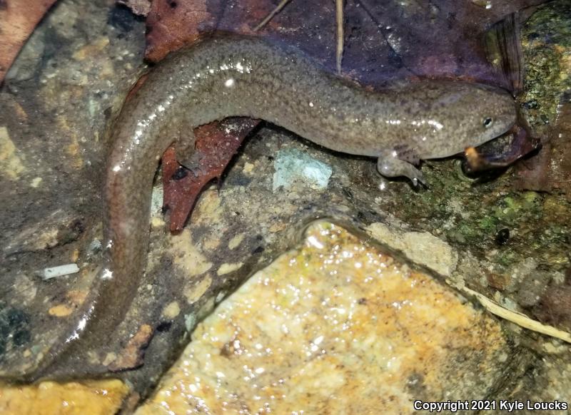 Northern Red Salamander (Pseudotriton ruber ruber)