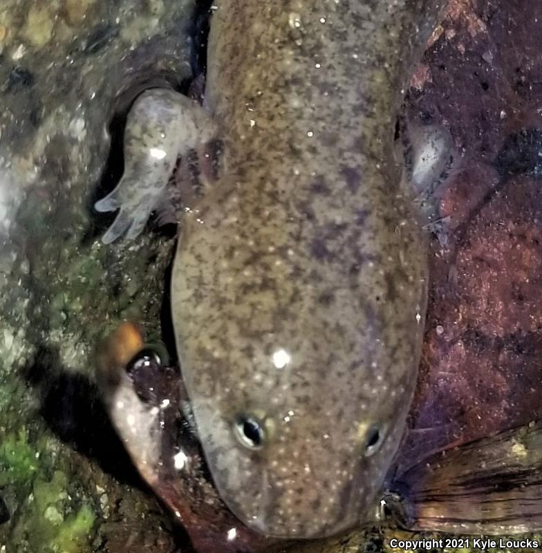 Northern Red Salamander (Pseudotriton ruber ruber)