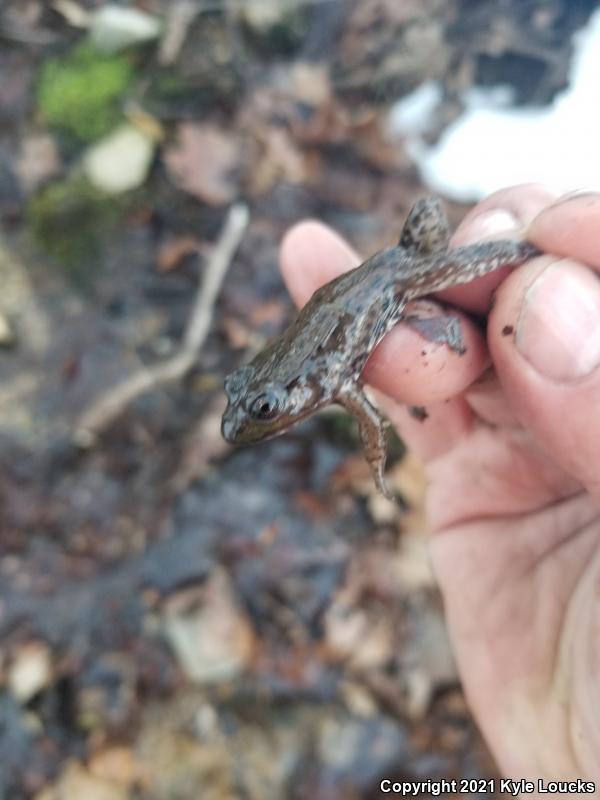 Northern Green Frog (Lithobates clamitans melanota)