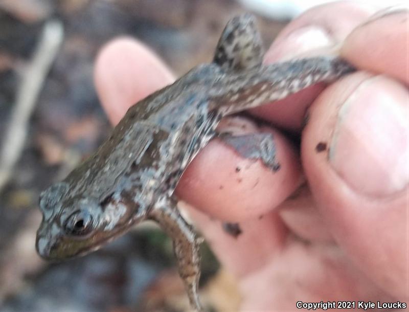 Northern Green Frog (Lithobates clamitans melanota)