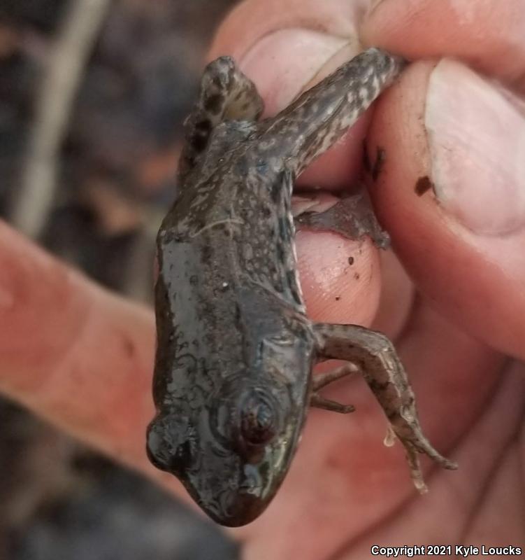 Northern Green Frog (Lithobates clamitans melanota)