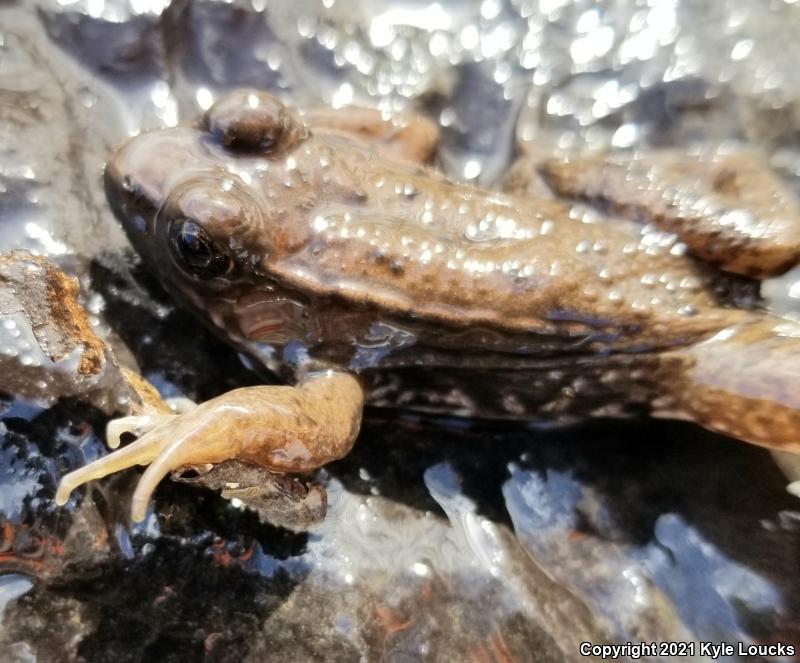 Northern Green Frog (Lithobates clamitans melanota)