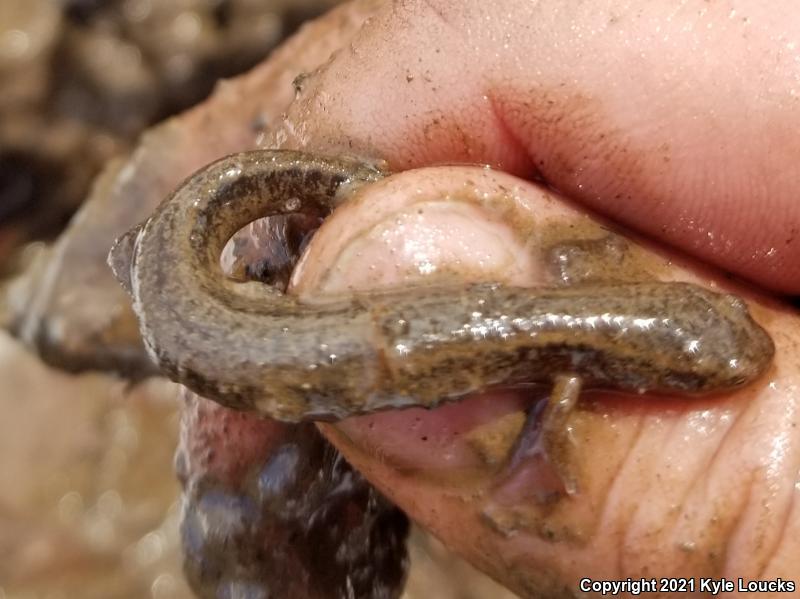 Northern Two-lined Salamander (Eurycea bislineata)