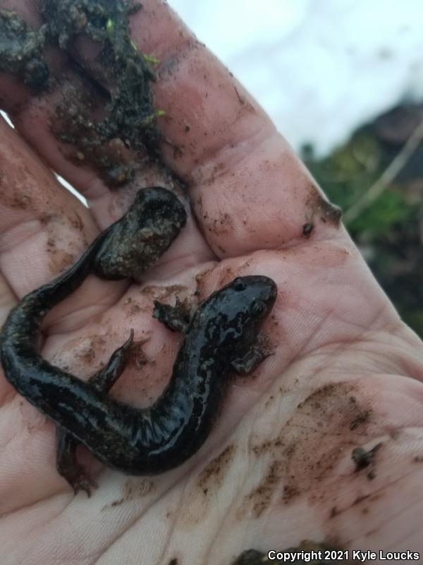 Northern Dusky Salamander (Desmognathus fuscus)