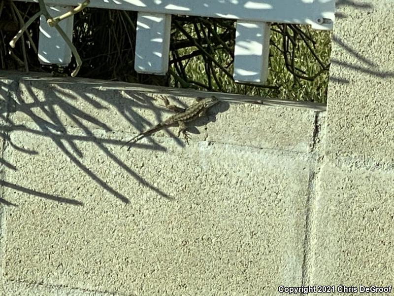 Western Fence Lizard (Sceloporus occidentalis)