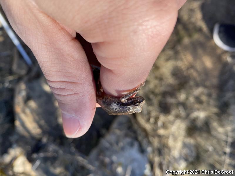 Baja California Treefrog (Pseudacris hypochondriaca)