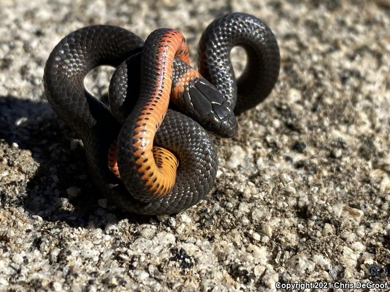 San Bernardino Ring-necked Snake (Diadophis punctatus modestus)