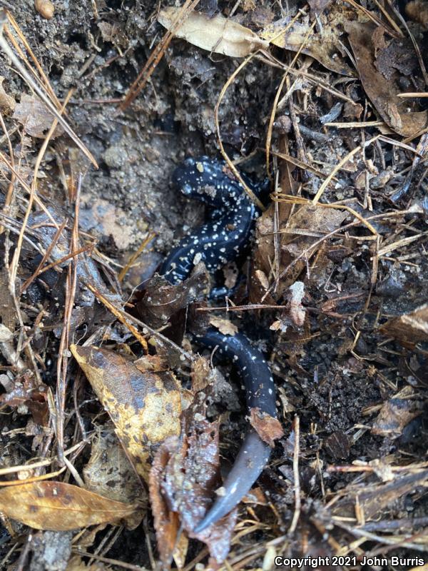 Southeastern Slimy Salamander (Plethodon grobmani)