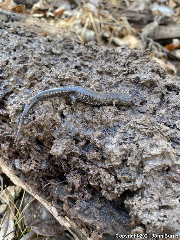 Spotted Dusky Salamander (Desmognathus conanti)