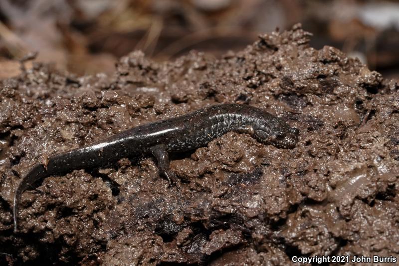 Spotted Dusky Salamander (Desmognathus conanti)