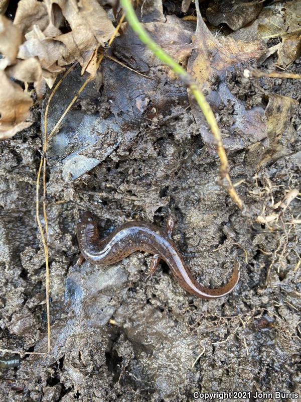 Gulf Coast Mud Salamander (Pseudotriton montanus flavissimus)