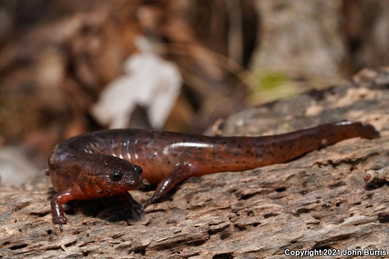Gulf Coast Mud Salamander (Pseudotriton montanus flavissimus)